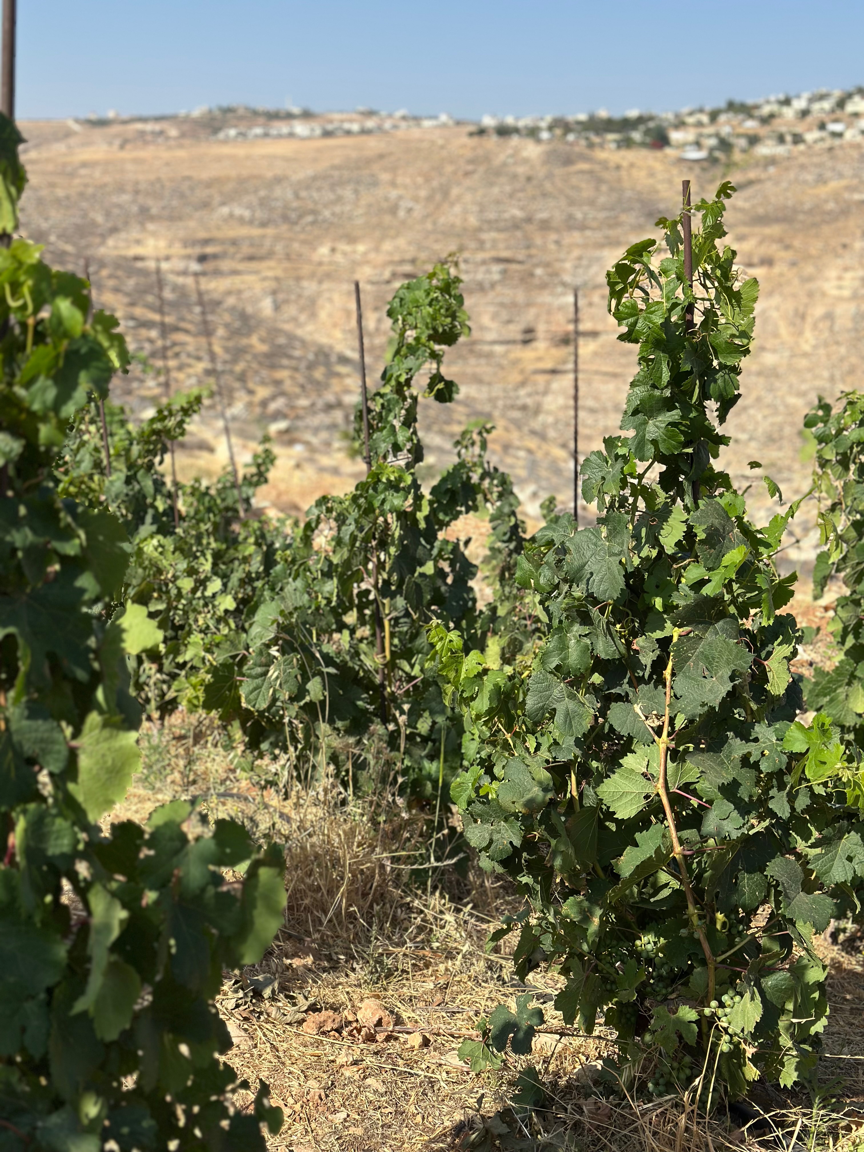 Vine rows stretching toward the desert hills